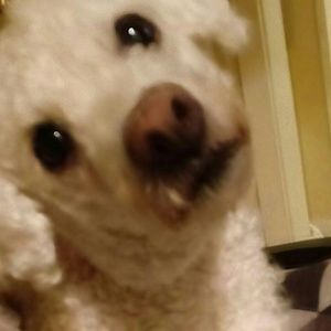 Meet your Posher, Alison